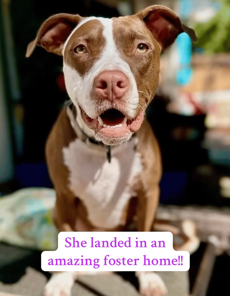 Abused Dog Was Swung by Her Back Leg—But This Brave Pup Found Freedom in the Clouds
